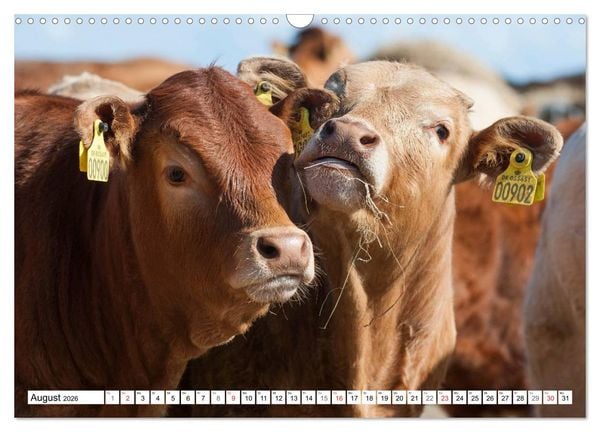 Produktbild: Ein Herz f&uuml;r Rinder (Wandkalender 2026 DIN A3 quer), CALVENDO Monatskalender