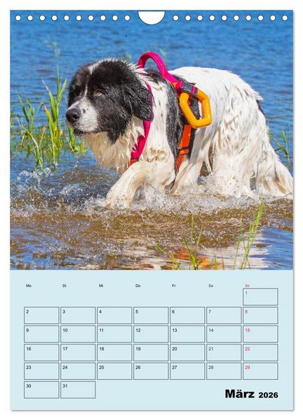 Produktbild: Familienplaner Landseer - Freund und Retter (Wandkalender 2026 DIN A4 hoch), CALVENDO Monatskalender