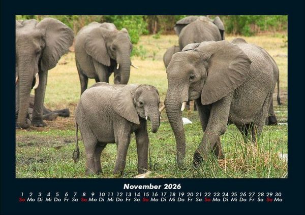 Produktbild: Elefanten Kalender 2026 Fotokalender DIN A4