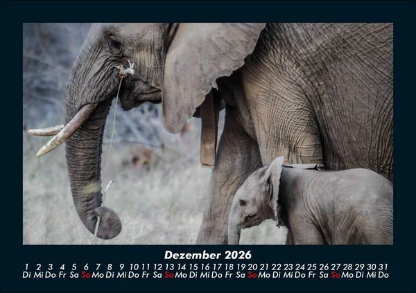 Produktbild: Elefanten - Die sanften Riesen Afrikas 2026 Fotokalender DIN A5