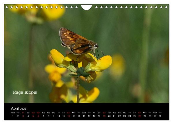 Produktbild: Beautiful British Butterflies (Wall Calendar 2026 DIN A4 landscape), CALVENDO 12 Month Wall Calendar