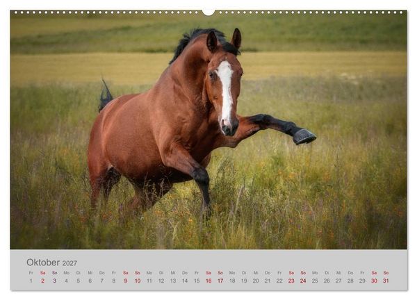 Produktbild: Pferde - Anmut, Eleganz, Magie (hochwertiger Premium Wandkalender 2027 DIN A2 quer), Kunstdruck in Hochglanz