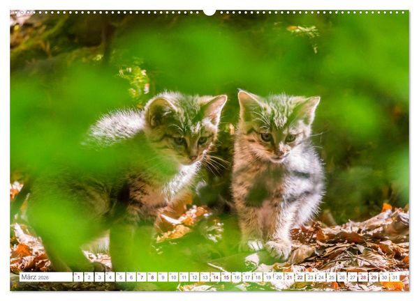Produktbild: Wildkatzenbabys - wild und zuckers&uuml;&szlig;. (Wandkalender 2026 DIN A2 quer), CALVENDO Monatskalender