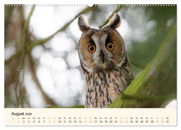 Produktbild: Eulen und M&auml;use (hochwertiger Premium Wandkalender 2026 DIN A2 quer), Kunstdruck in Hochglanz