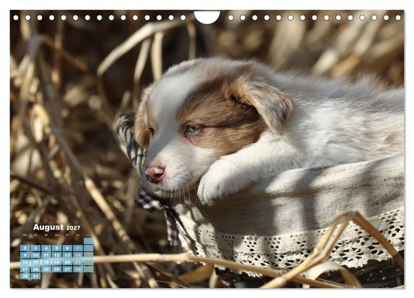 Produktbild: Lillyfee und ein K&ouml;rbchen voller Gl&uuml;ck (Wandkalender 2027 DIN A4 quer), CALVENDO Monatskalender