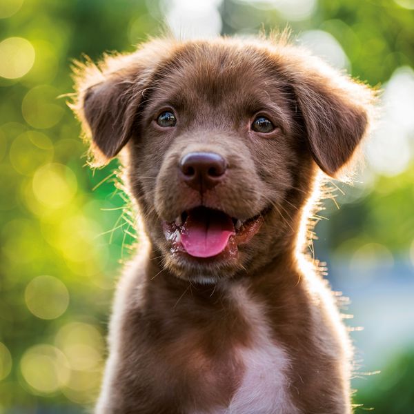 Produktbild: Hundewelpen / Puppy Dogs 2027