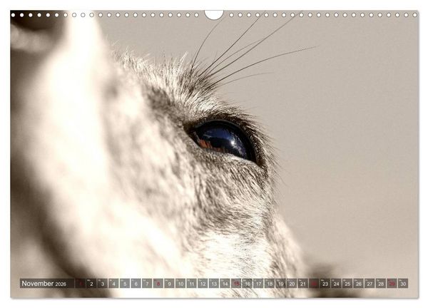 Produktbild: Galgo eye-catcher (Wandkalender 2026 DIN A3 quer), CALVENDO Monatskalender