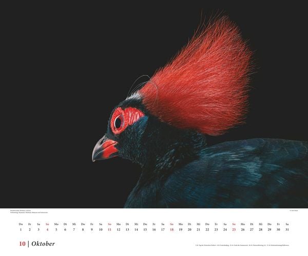Produktbild: Tim Flach: Vögel 2026 – Posterkalender von DUMONT– Vogel-Porträts von Tim Flach – Poster-Format 50 x 70 cm