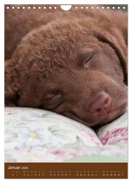Produktbild: Chesapeake Bay Retriever 2026 (Wandkalender 2026 DIN A4 hoch), CALVENDO Monatskalender