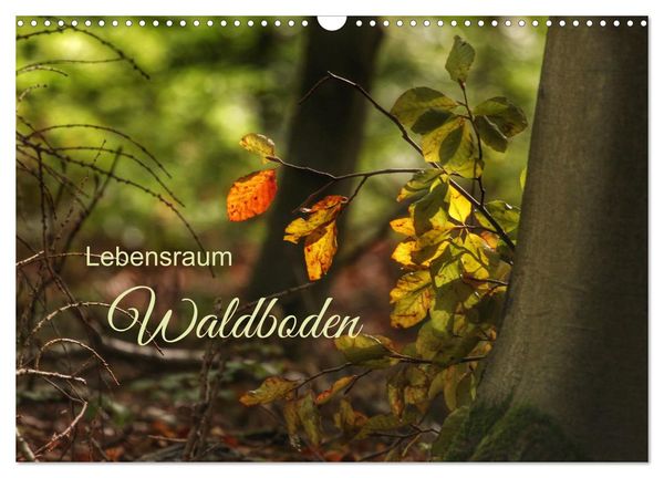 Lebensraum Waldboden (Wandkalender 2025 DIN A3 quer), CALVENDO Monatskalender