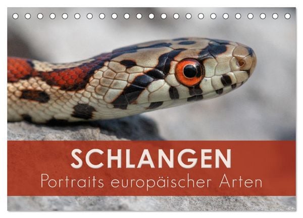Schlangen - Portraits europäischer Arten (Tischkalender 2026 DIN A5 quer), CALVENDO Monatskalender