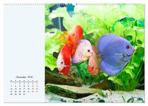 Produktbild: Diskusfische. Die bezaubernden Lieblinge vieler Aquarianer (Wandkalender 2026 DIN A2 quer), CALVENDO Monatskalender