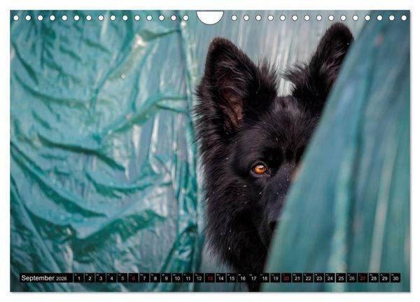 Produktbild: Schwarz ist sch&ouml;n! Der lackschwarze altdeutsche Sch&auml;ferhund (Wandkalender 2026 DIN A4 quer), CALVENDO Monatskalender