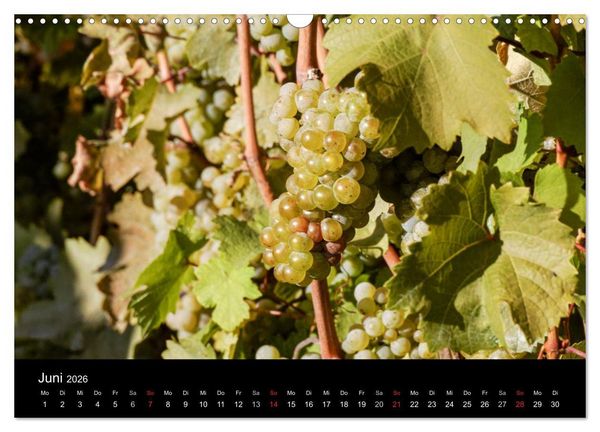 Produktbild: Das Jahr im Weinberg (Wandkalender 2026 DIN A3 quer), CALVENDO Monatskalender
