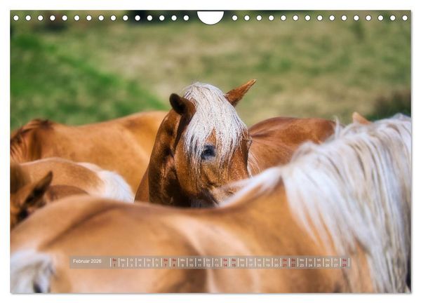 Produktbild: Haflinger Pferde in Th&uuml;ringen (Wandkalender 2026 DIN A4 quer), CALVENDO Monatskalender