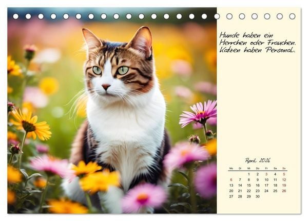 Produktbild: Katzen - Charakter und Sch&ouml;nheit (Tischkalender 2026 DIN A5 quer), CALVENDO Monatskalender