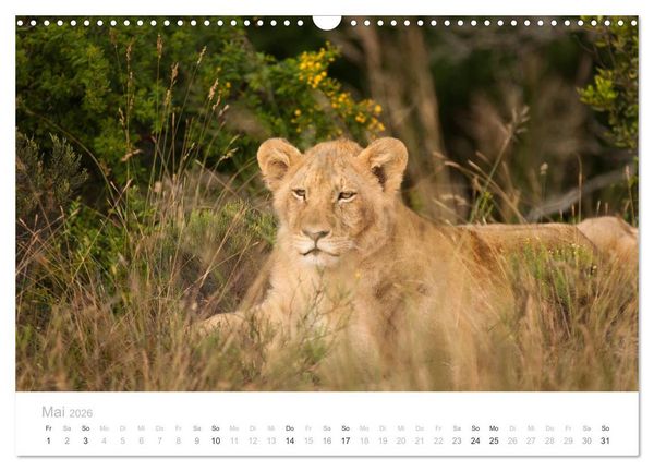 Produktbild: Tierische Gl&uuml;cksmomente mit Weisheiten (Wandkalender 2026 DIN A3 quer), CALVENDO Monatskalender
