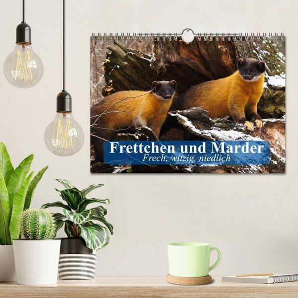 Produktbild: Frettchen und Marder. Frech, witzig, niedlich (Wandkalender 2026 DIN A4 quer), CALVENDO Monatskalender