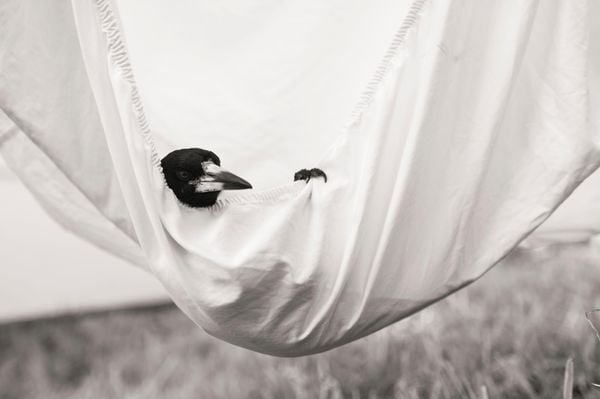 Produktbild: Penguin Bloom