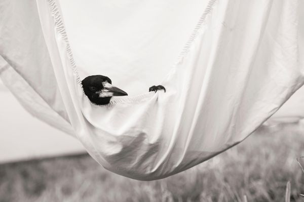 Produktbild: Penguin Bloom