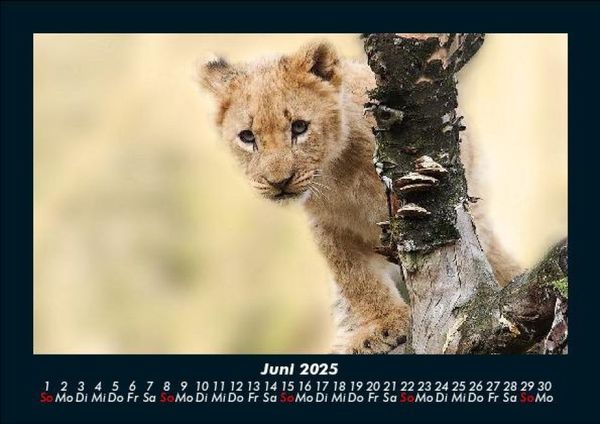 Produktbild: L&ouml;wen in der Wildnis 2025 Fotokalender DIN A5