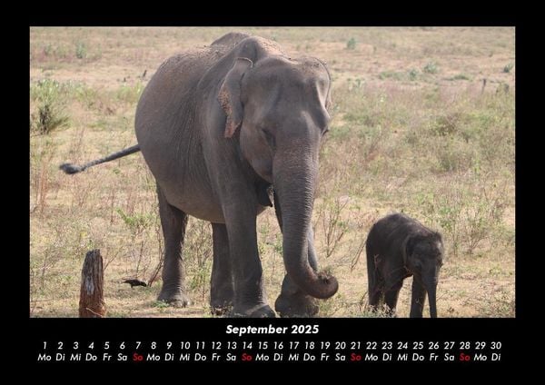 Produktbild: Elefanten 2025 Fotokalender DIN A3