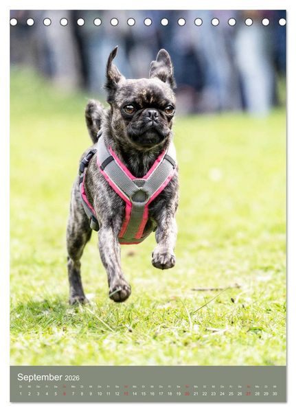 Produktbild: Mops-Rennen (Tischkalender 2026 DIN A5 hoch), CALVENDO Monatskalender
