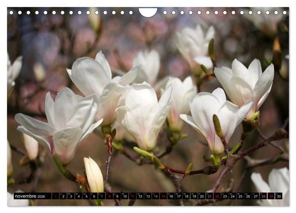 Produktbild: Magnolias en fleur (Calendrier mural 2026 DIN A4 vertical), CALVENDO calendrier mensuel