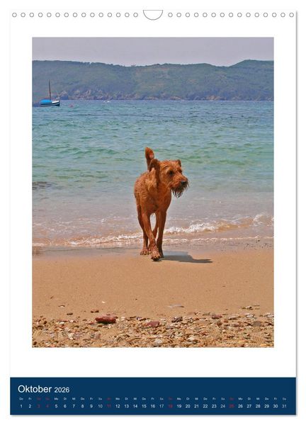 Produktbild: Kelly - Ein Irish Terrier macht Urlaub (Wandkalender 2026 DIN A3 hoch), CALVENDO Monatskalender