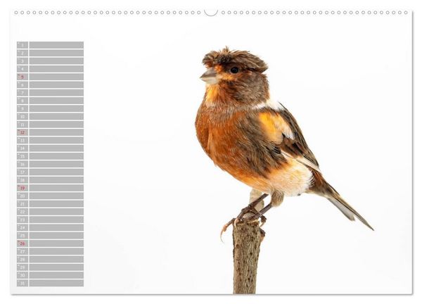 Produktbild: Kanarienv&ouml;gel - Bunte Welt (hochwertiger Premium Wandkalender 2026 DIN A2 quer), Kunstdruck in Hochglanz