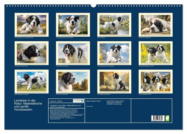 Produktbild: Landseer in der Natur. Majest&auml;tische und sanfte Hundeseelen (Wandkalender 2026 DIN A2 quer), CALVENDO Monatskalender