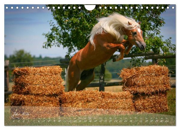Produktbild: Haflinger-Pferde in Reinzucht (Wandkalender 2026 DIN A4 quer), CALVENDO Monatskalender