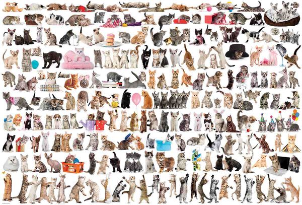 Produktbild: Puzzle 2000 Teile - The World of Cats