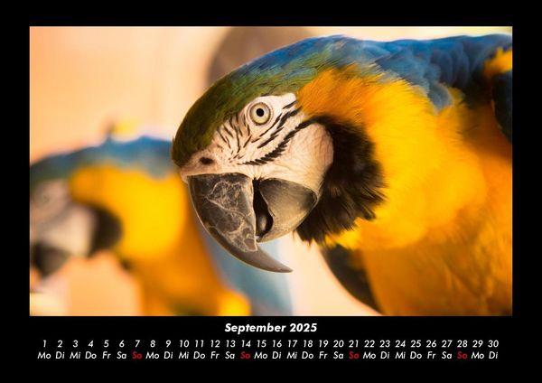 Produktbild: V&ouml;gel 2025 Fotokalender DIN A3