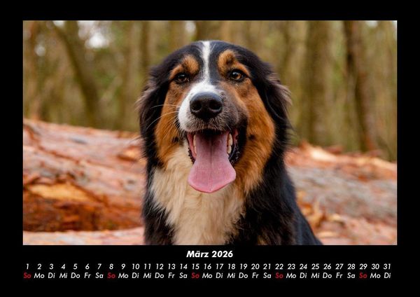 Produktbild: Hundezauber 2026 Fotokalender DIN A3