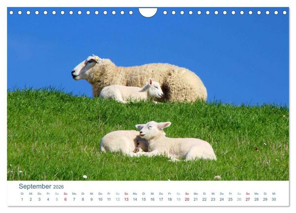 Produktbild: Schafe am Deich 2026. Tierische Impressionen von der Nordseek&uuml;ste (Wandkalender 2026 DIN A4 quer), CALVENDO Monatskalender