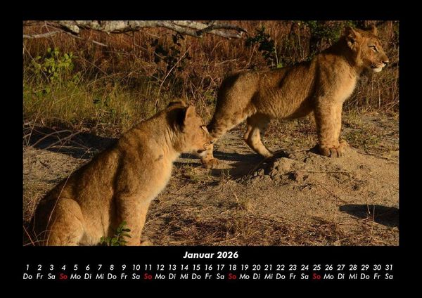 Produktbild: L&ouml;wen in der Wildnis 2026 Fotokalender DIN A3