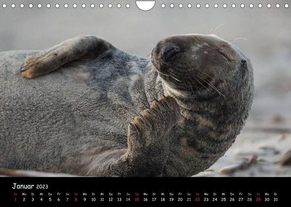 Robben auf Helgoland 2023CH-Version (Wandkalender 2023 DIN A4 quer)