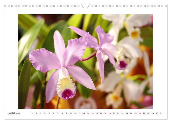 Produktbild: Mon r&ecirc;ve d'orchid&eacute;es (Calendrier mural 2026 DIN A3 vertical), CALVENDO calendrier mensuel
