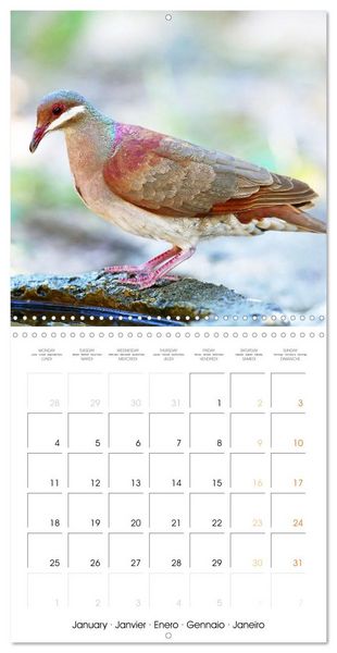 Produktbild: Doves: Gentle Beauty (Wall Calendar 2027 12 &times; 12 Inch) CALVENDO 12 Month Wall Calendar