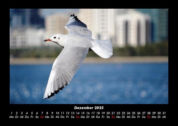 Produktbild: Vogelparadies 2025 Fotokalender DIN A3
