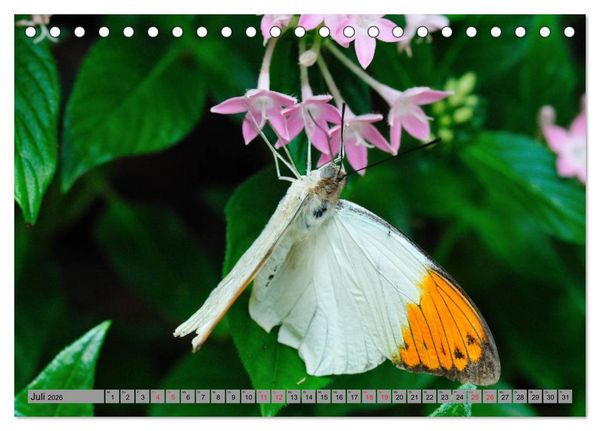 Produktbild: Butterfly's - Schmetterlinge f&uuml;r Zuhause (Tischkalender 2026 DIN A5 quer), CALVENDO Monatskalender