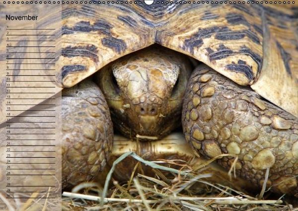 Produktbild: Schildkr&ouml;ten Geburtstagskalender (Wandkalender immerw&auml;hrend DIN A2 quer)