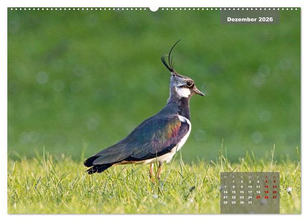 Produktbild: Naturparadies Nordstrand und Beltringharder Koog (hochwertiger Premium Wandkalender 2026 DIN A2 quer), Kunstdruck in Hochglanz
