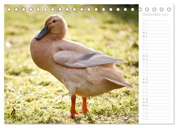 Produktbild: Laufenten - tierisch liebenswerte Zeitgenossen (Tischkalender 2026 DIN A5 quer), CALVENDO Monatskalender
