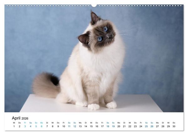 Produktbild: Heilige Birma Katzen mit traumhaft blauen Augen und wei&szlig;en Pf&ouml;tchen (Wandkalender 2026 DIN A2 quer), CALVENDO Monatskalender