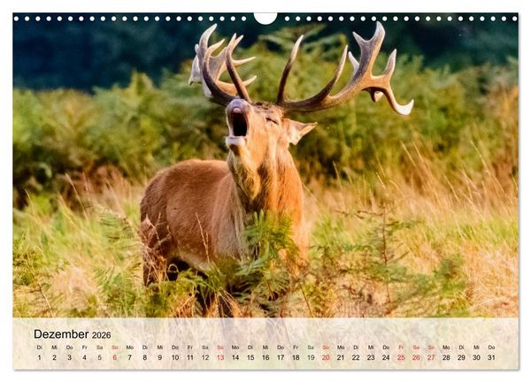 Produktbild: Rotwild. Edle Hirsche, stolze K&uuml;he (Wandkalender 2026 DIN A3 quer), CALVENDO Monatskalender