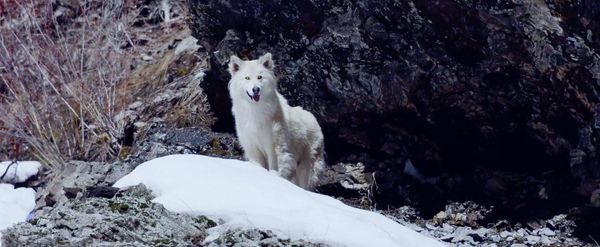 Produktbild: The Great Alaskan Race - Helden auf vier Pfoten