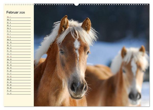 Produktbild: Welt der Pferde (Wandkalender 2026 DIN A2 quer), CALVENDO Monatskalender