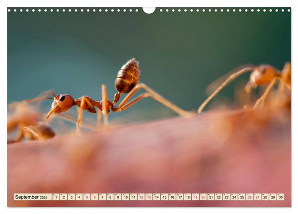 Produktbild: Ameisen - Ordnung im Durcheinander (Wandkalender 2026 DIN A3 quer), CALVENDO Monatskalender
